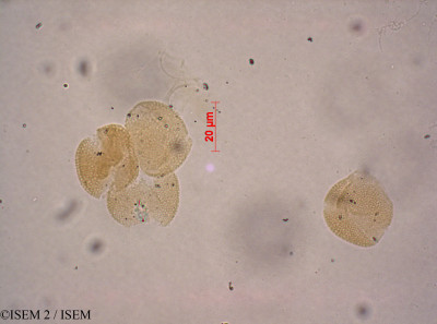 ISEM 2/Scolopia_ecklonii_37739/Scolopia_ecklonii_37739_0001(copy)_thumb.jpg